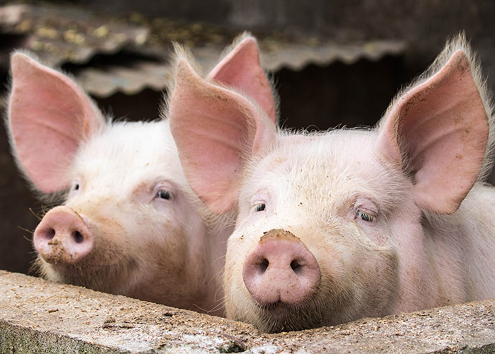 Текущая ситуация по заболеваниям свиней в США