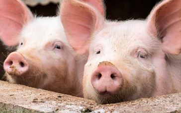 Текущая ситуация по заболеваниям свиней в США