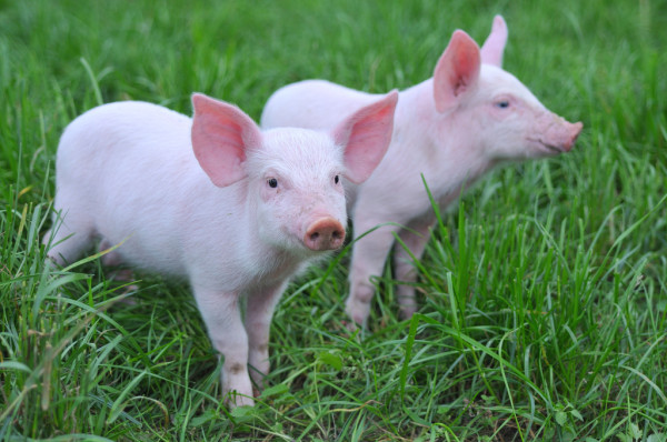Анемия у свиней