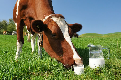 Комплексный подход к решению проблем заболеваемости маститом и улучшению качества молока